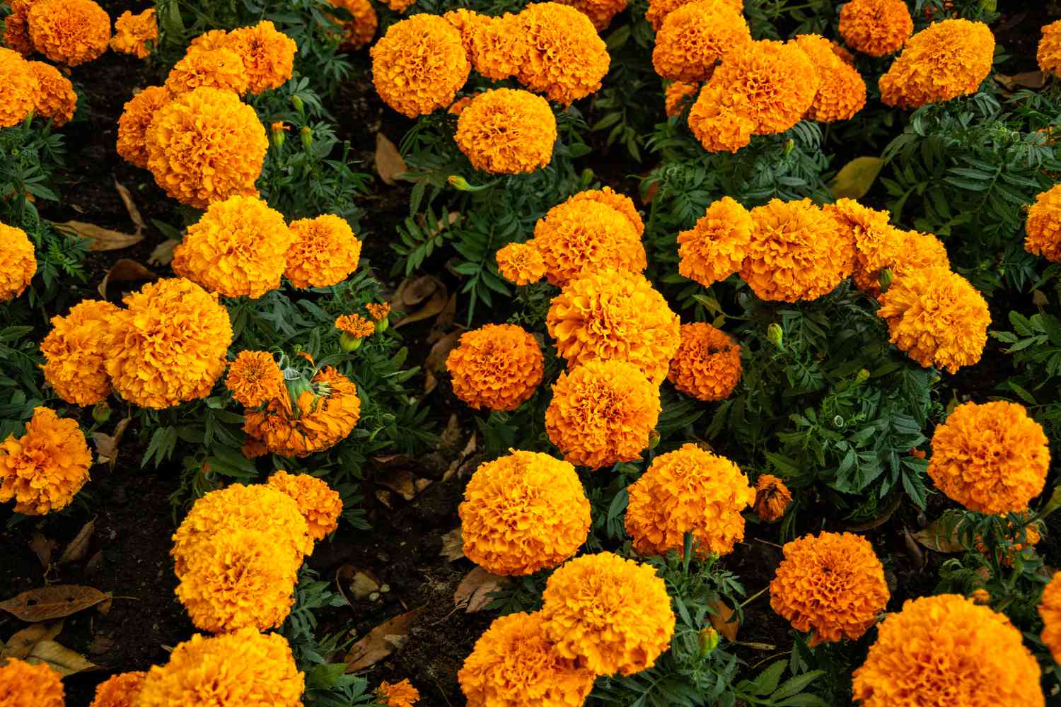 marigold flowers