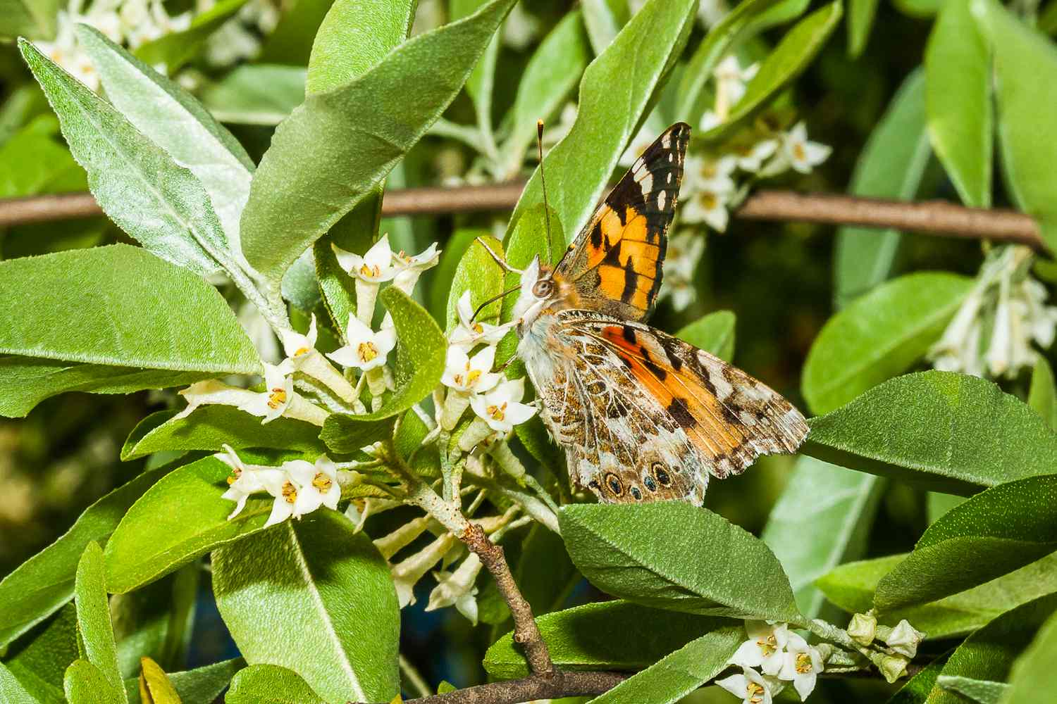 Autumn-Olive bloom with butterfly