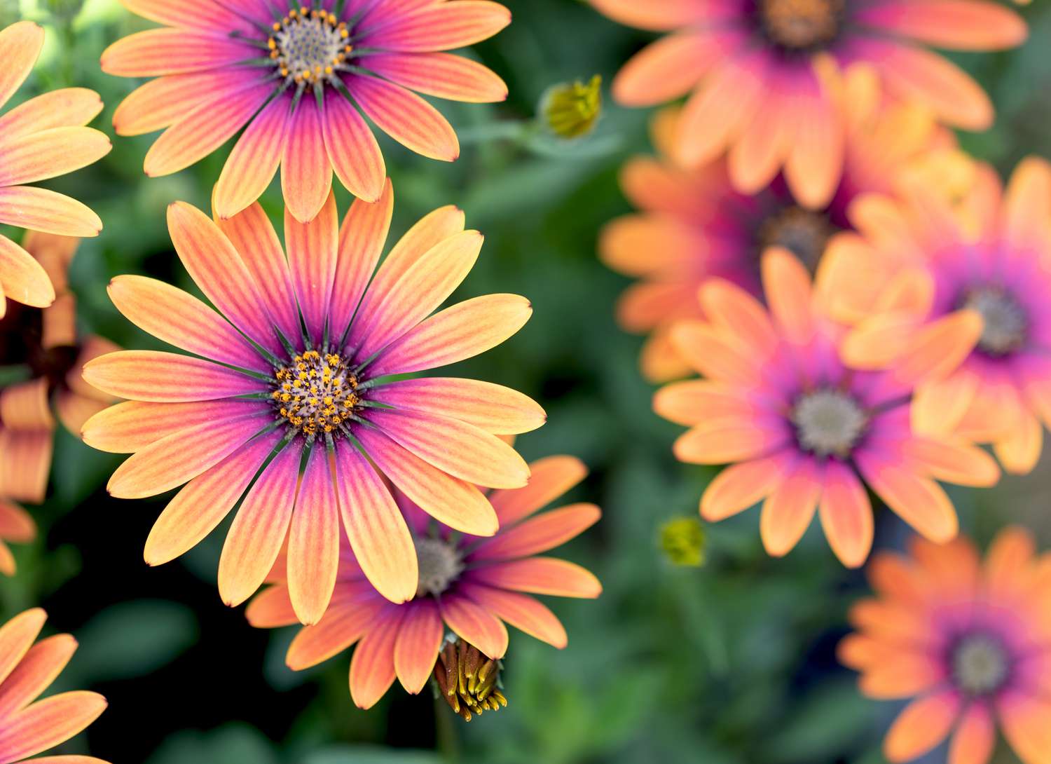 Brightly colored orange and pink African Daisys