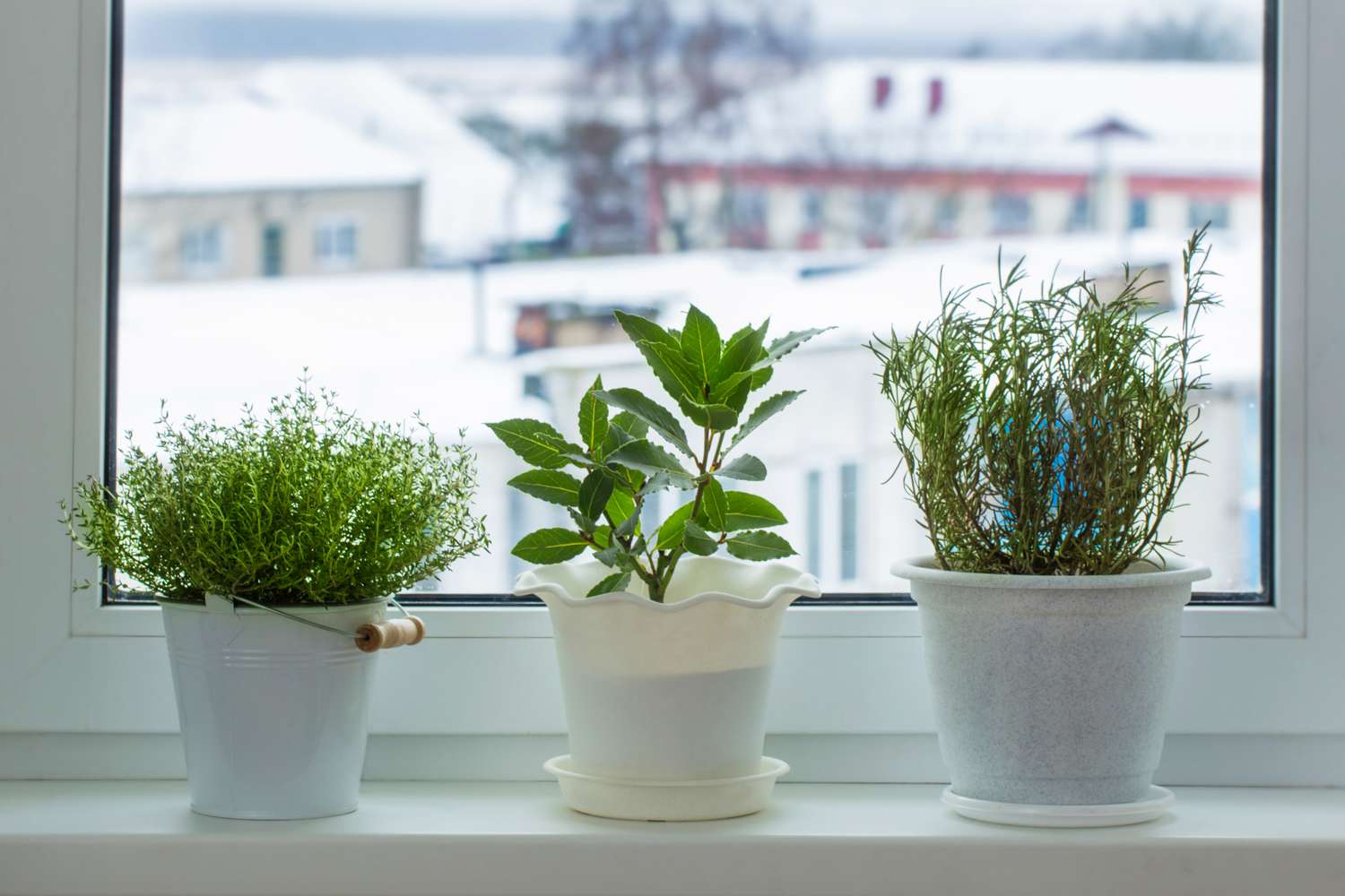 Herbs inside on winter day