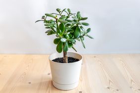 Jade plant in a white pot on a wooden surface