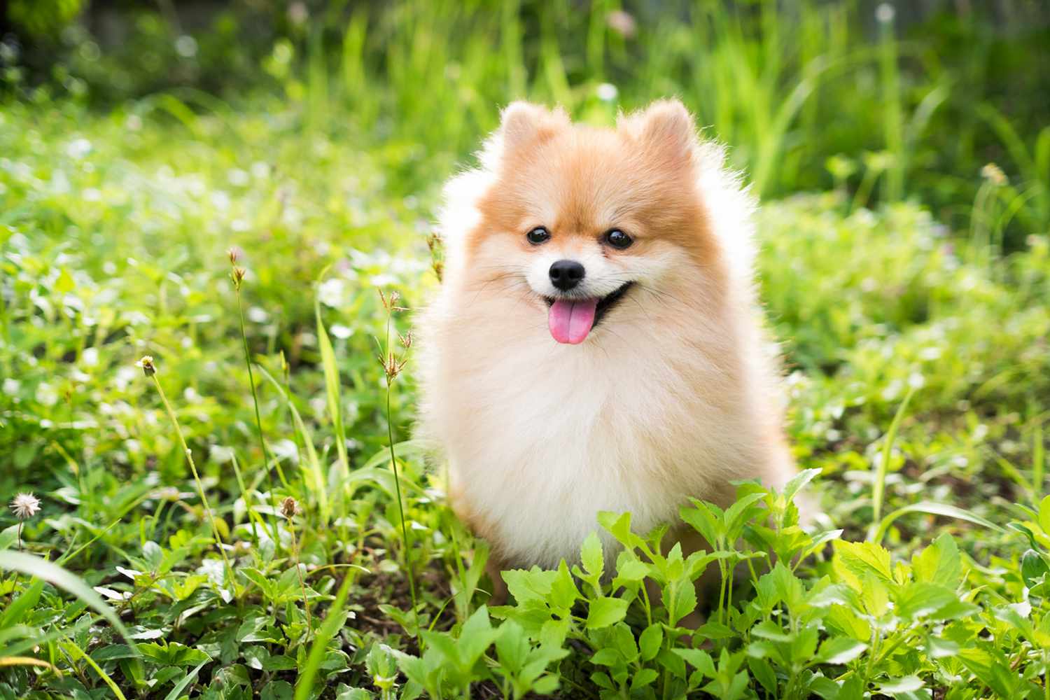 pomeranian dog sitting in grass