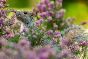squirrel smelling flowers in garden