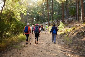 Group of people walking on a forest trail