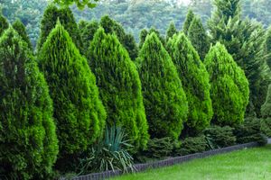 thuja