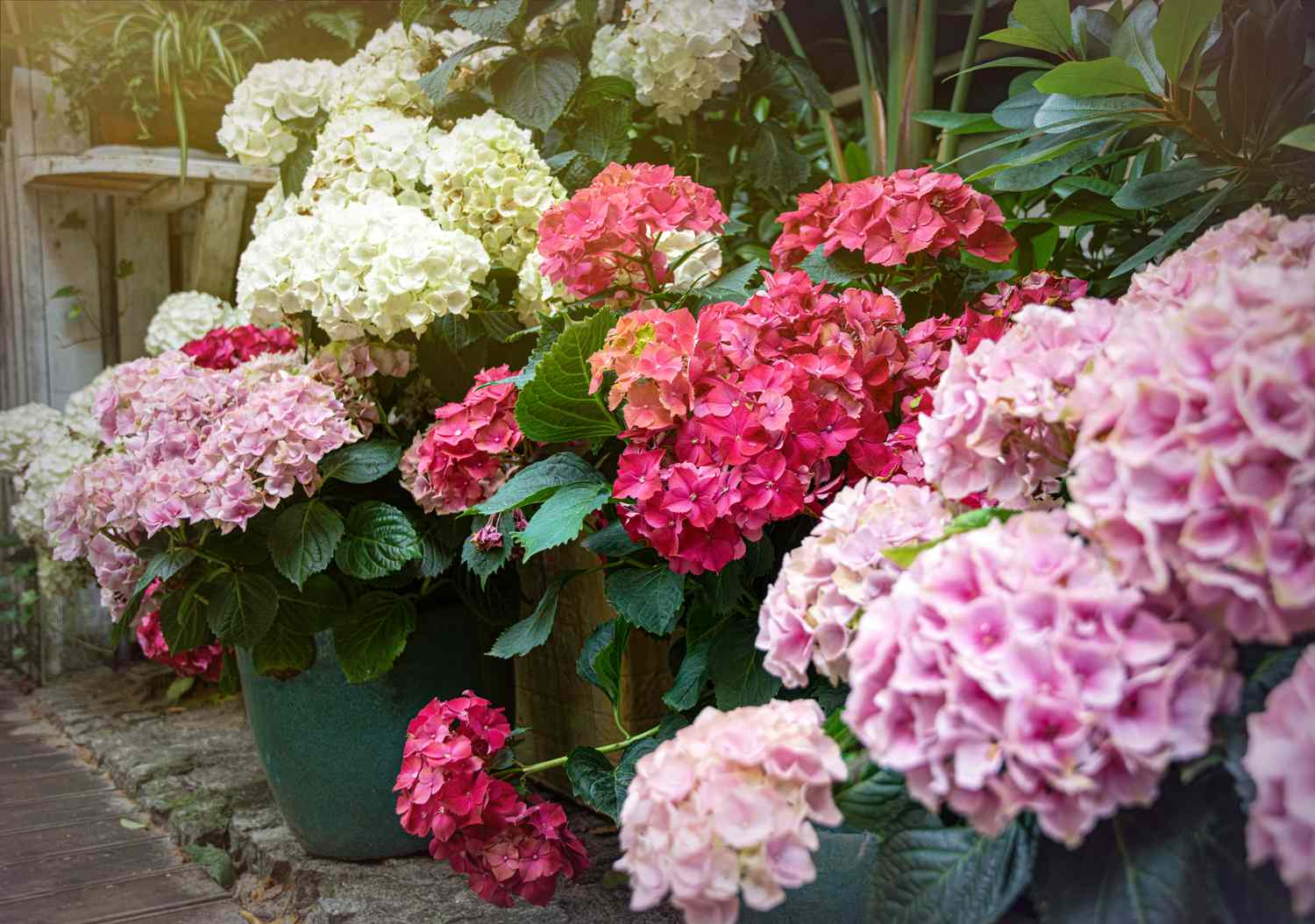 A close-up of blooming hydrangea flowers in garden planters outdoors