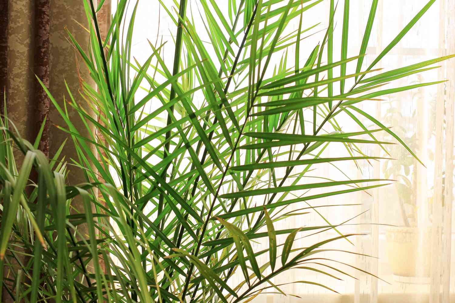 date palm tree indoors