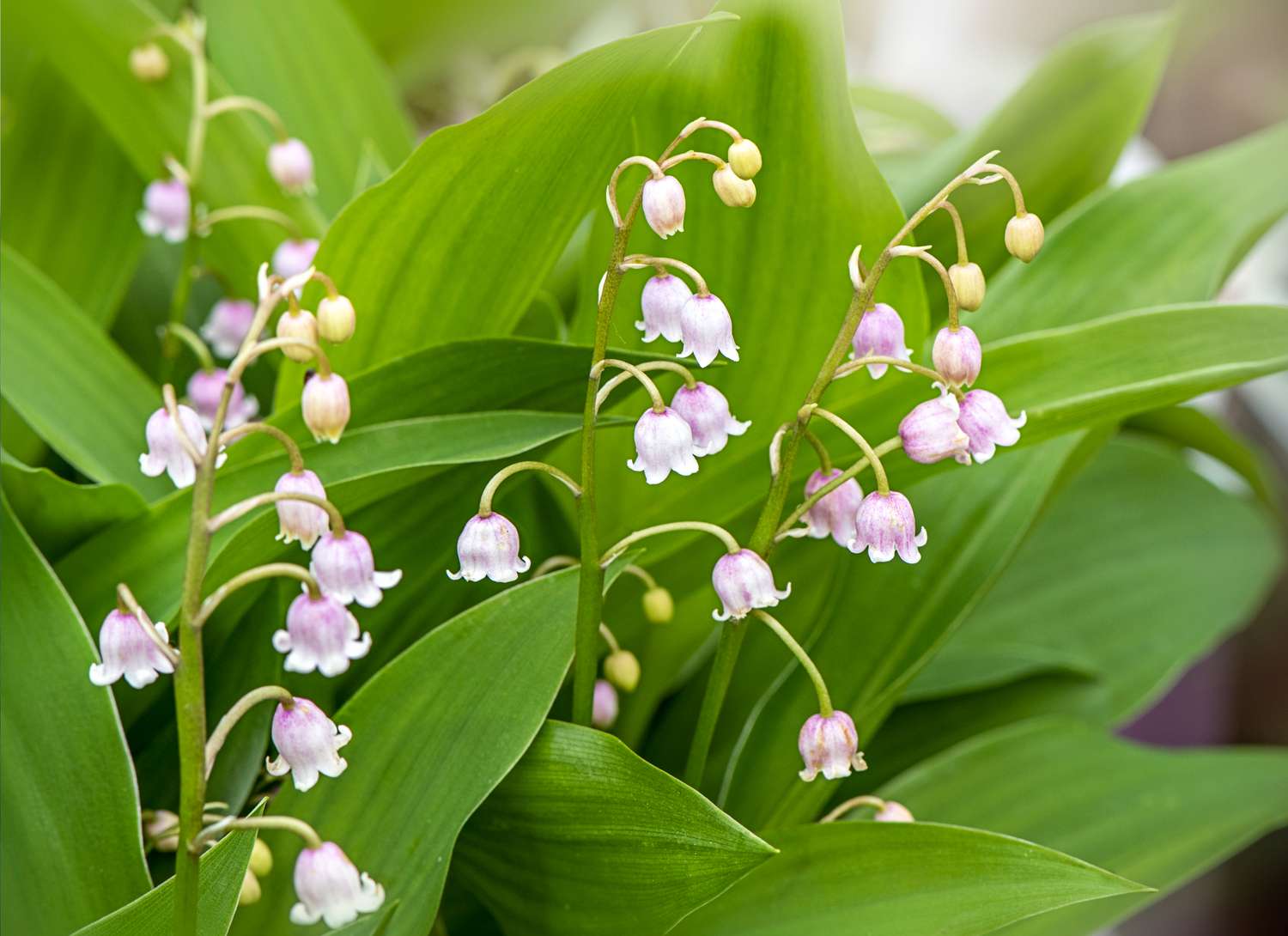 pale pink Lily of the Valley plant 