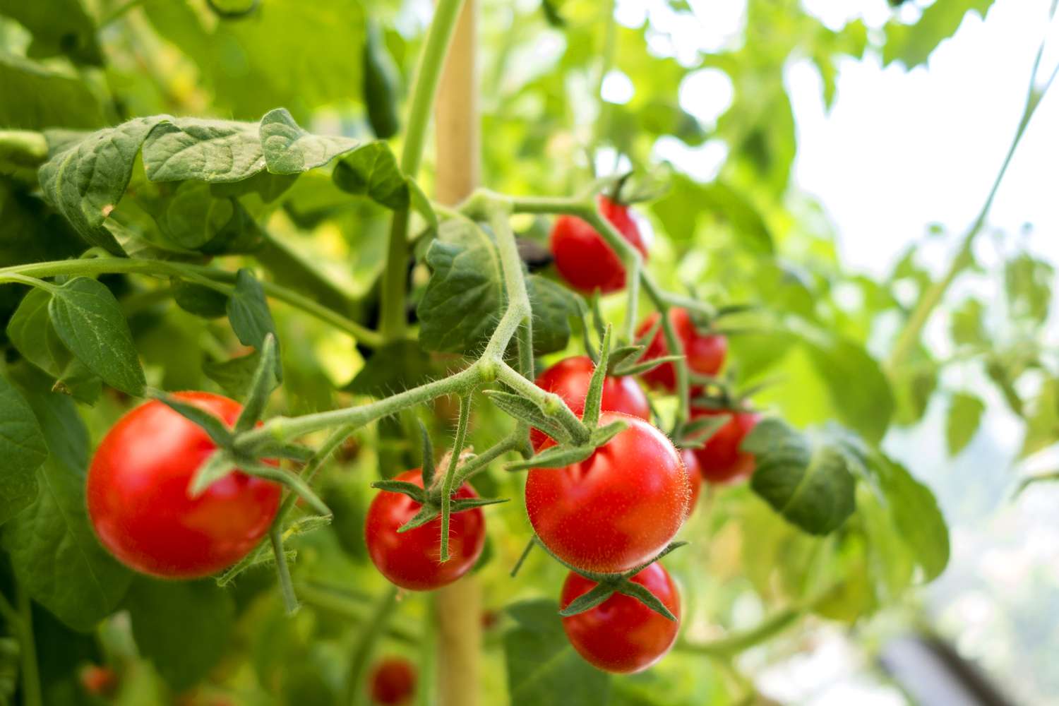 Bright red tomatoes growing on a green plant