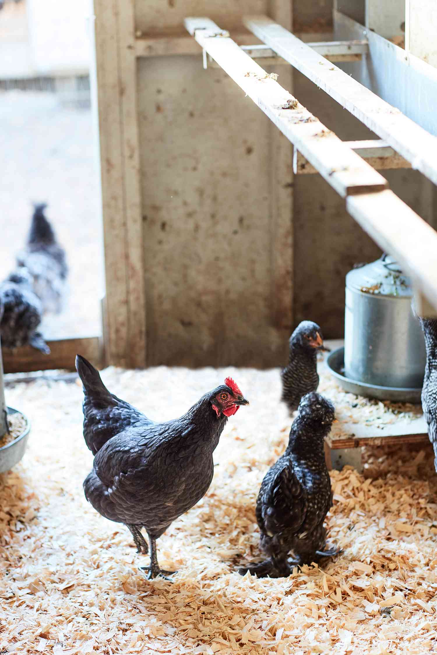 chickens walking around coup