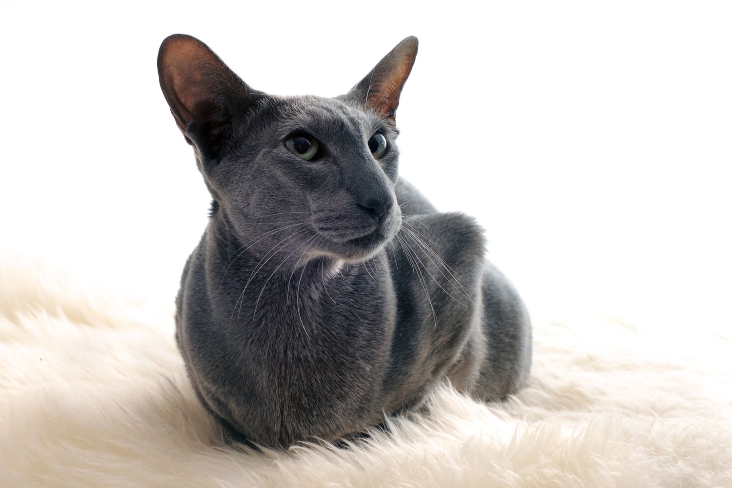 Oriental Shorthair cat