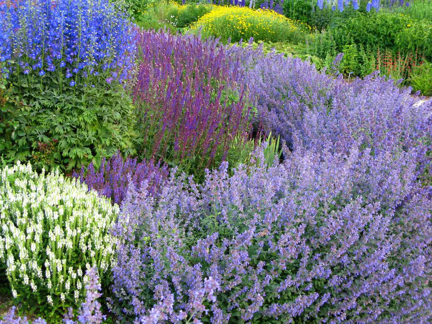 A garden with a variety of flowering plants in dense clusters featuring different species and creating a colorful effect