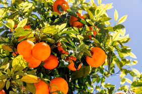 Branches of an orange tree featuring ripe oranges and green leaves