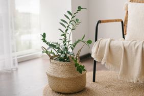 ZZ Plant