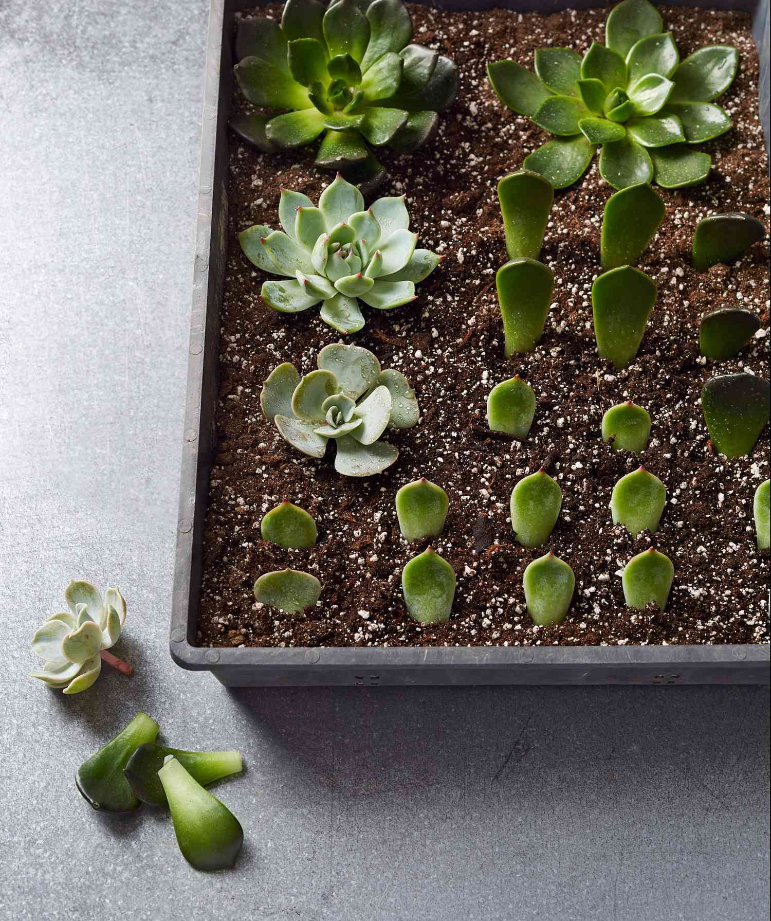 succulents