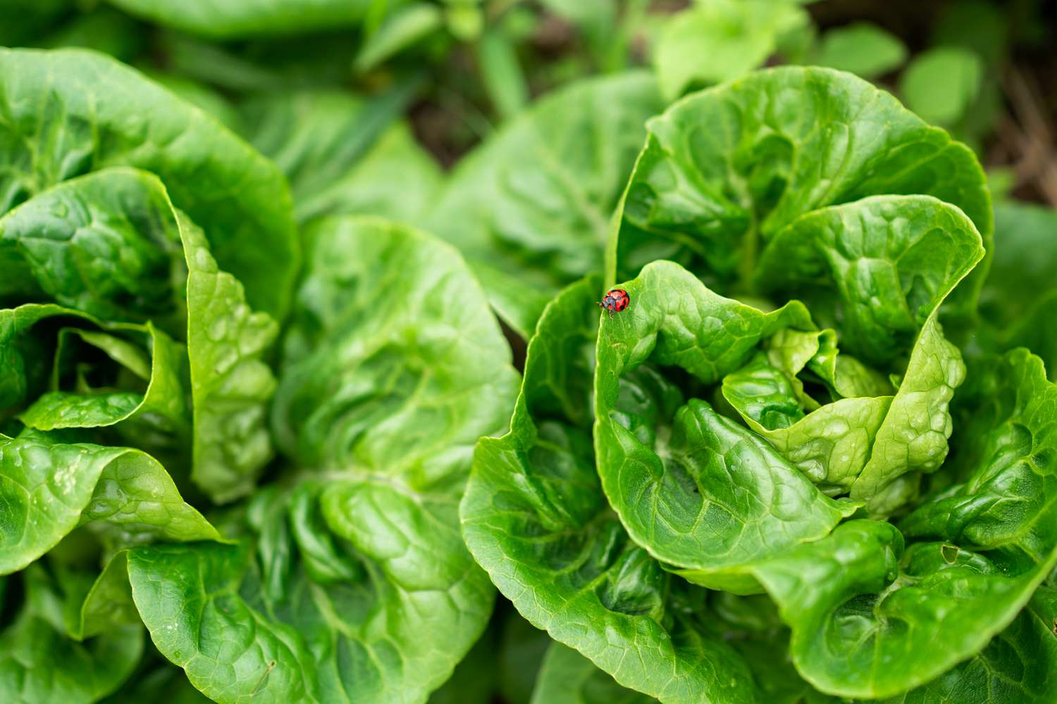 Lettuce in garden
