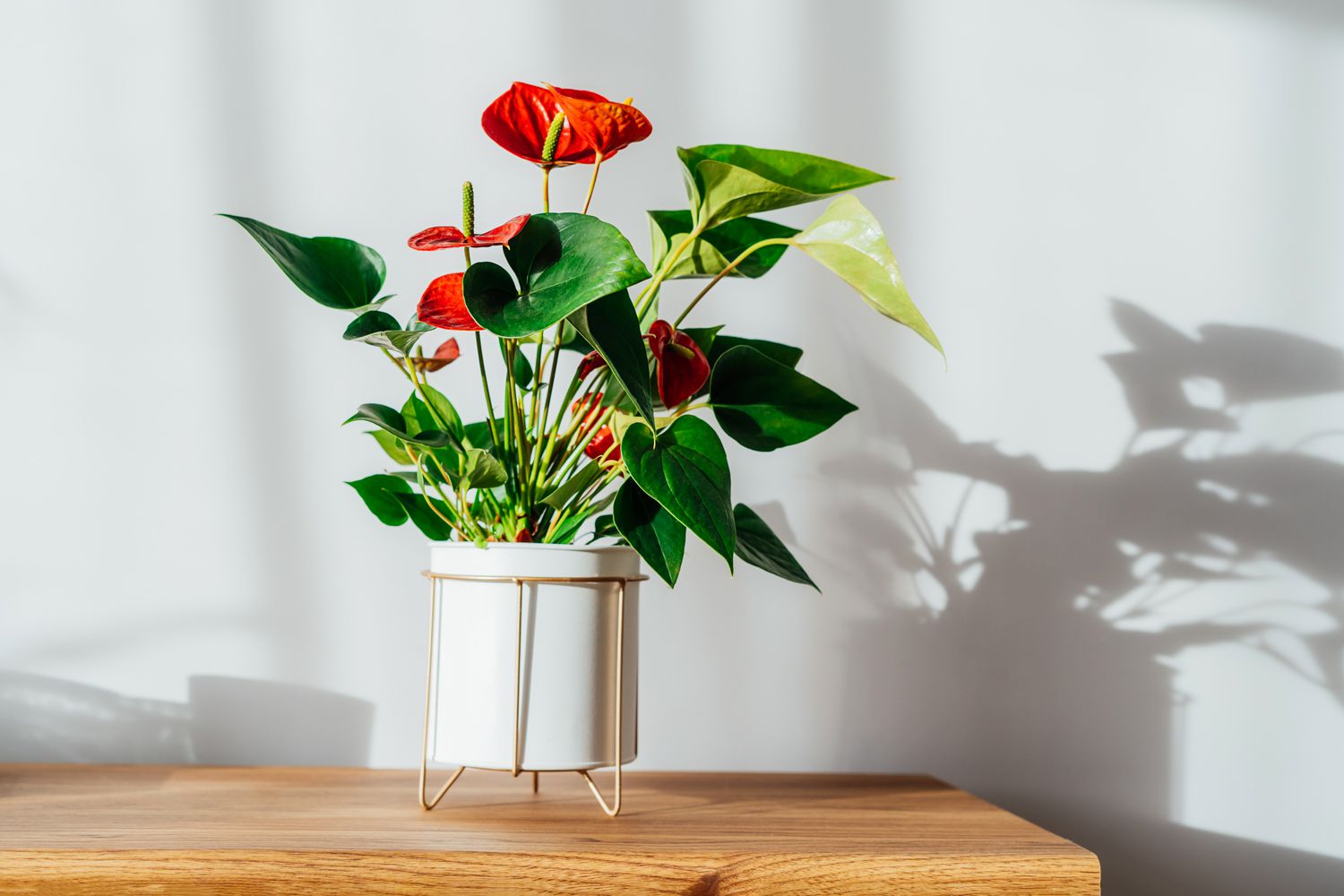 anthurium with red flowers