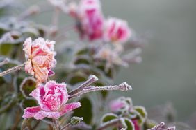 pink rose bush with frost
