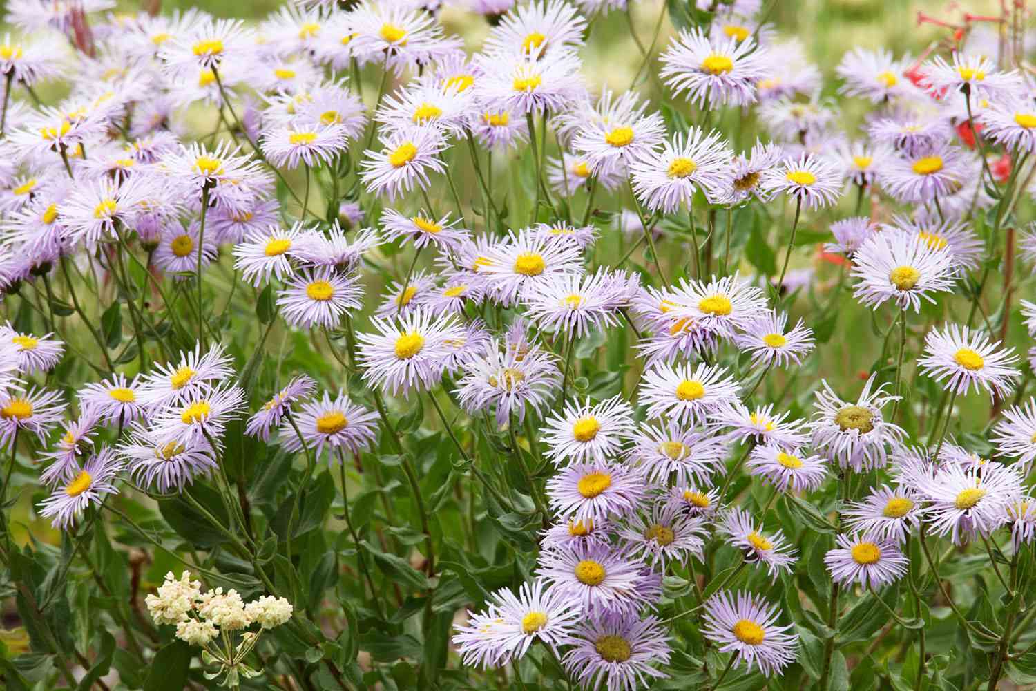 Symphyotrichum laeve