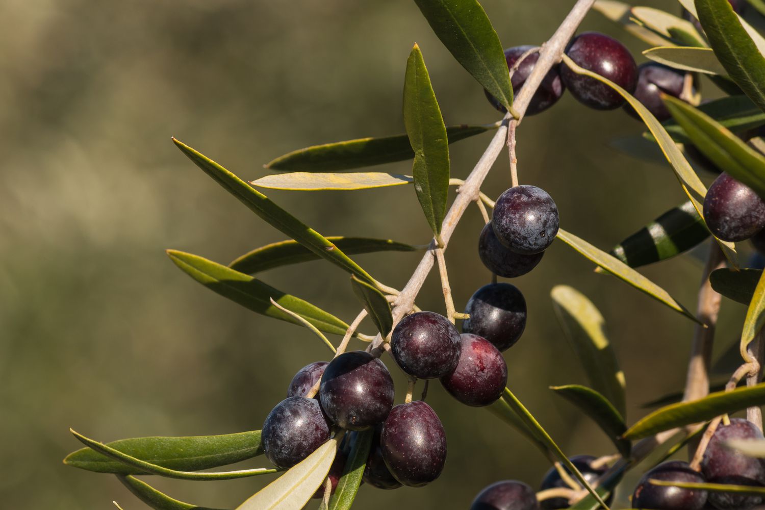 Olive Tree