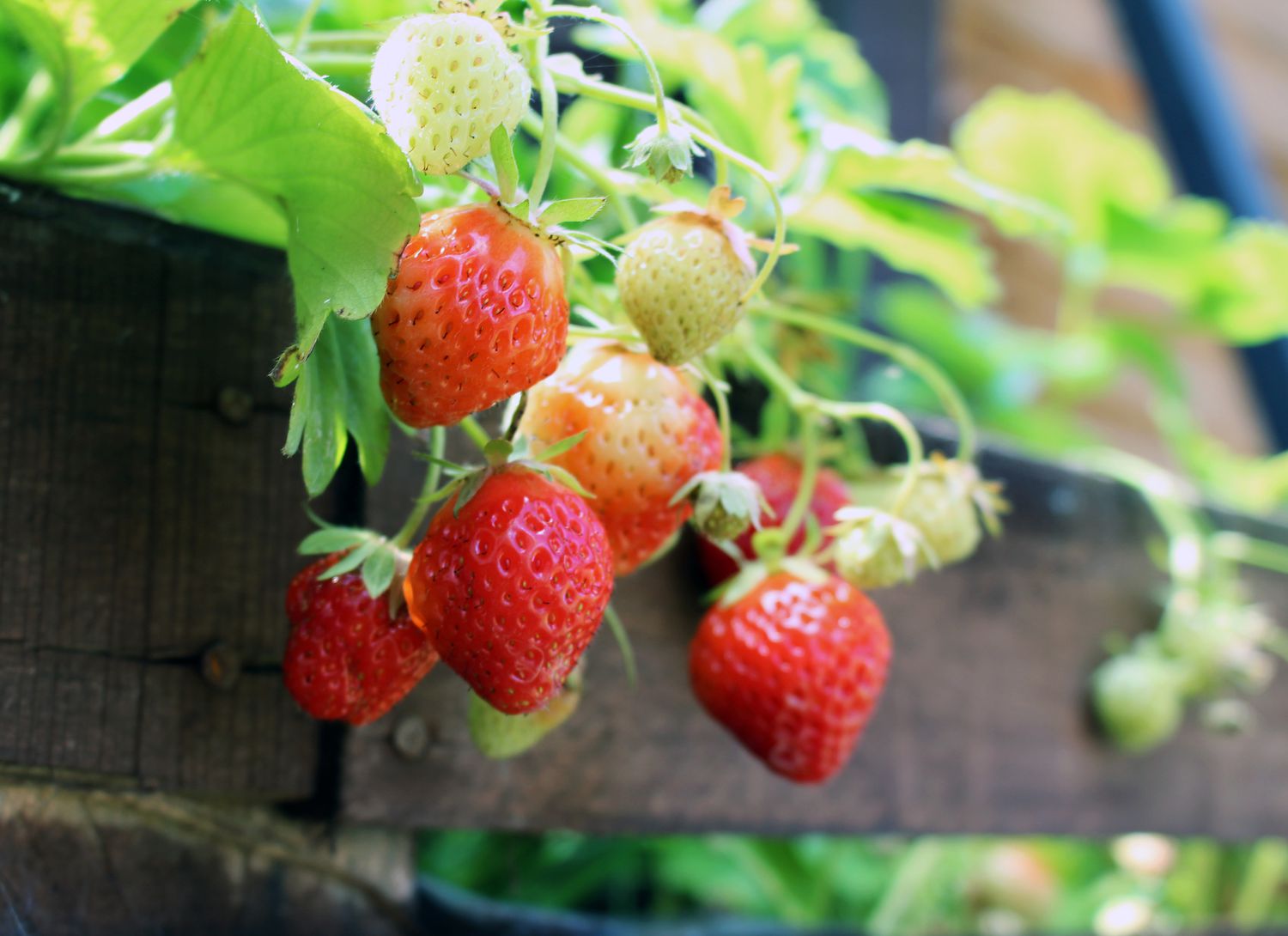 strawberries growing over a wooden fence