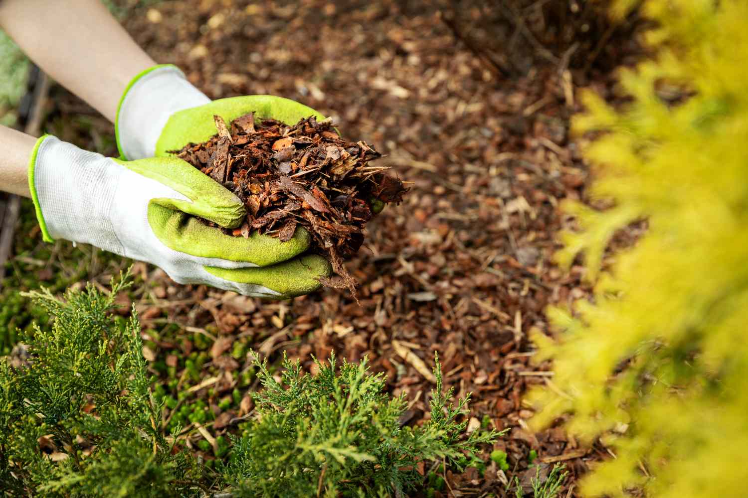 Garden gloves holding wood mulch over a garden bed