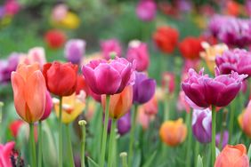 tulips blooming in a garden