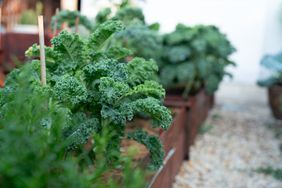 kale in garden