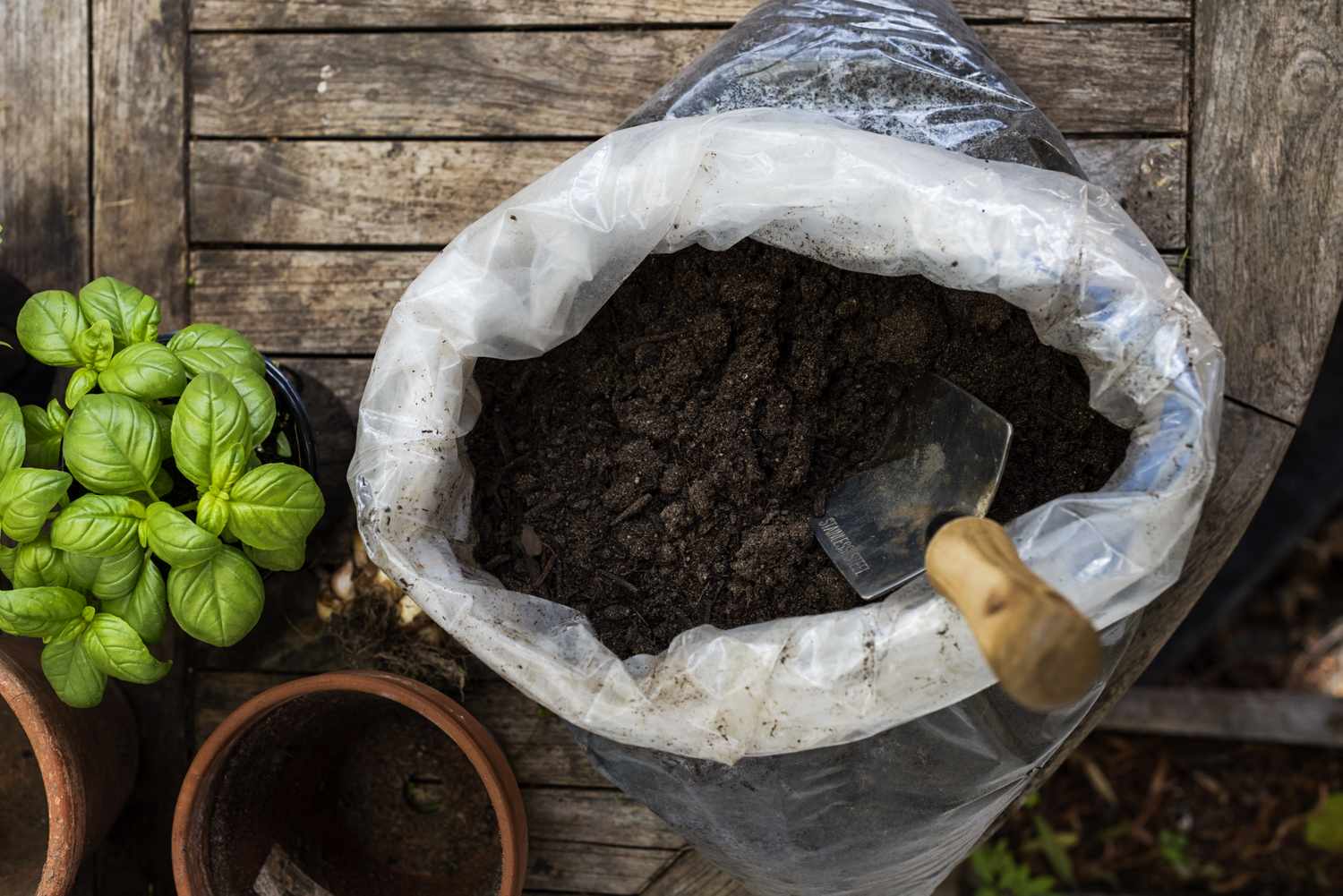 Bag of soil with a scoop on a wooden surface potted basil plant and empty pots nearby
