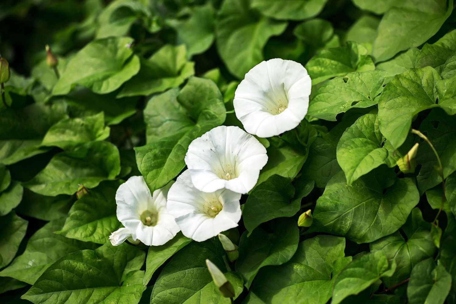 fiekd bindweed
