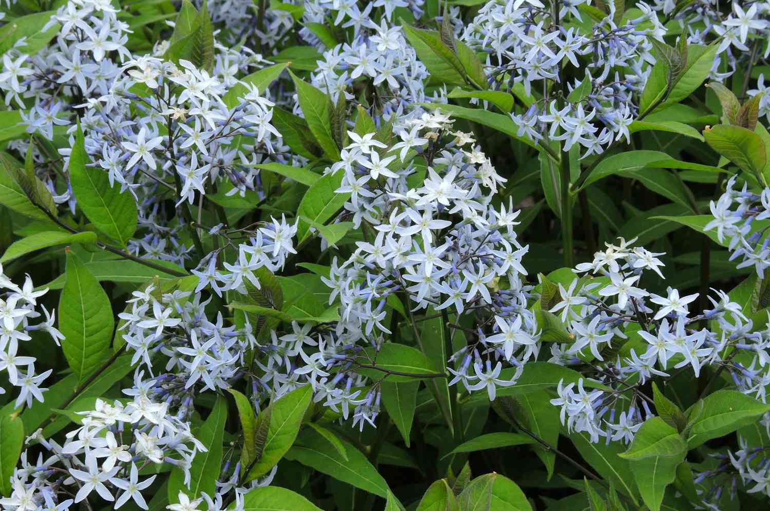 Amsonia Hubrichtii bluestar