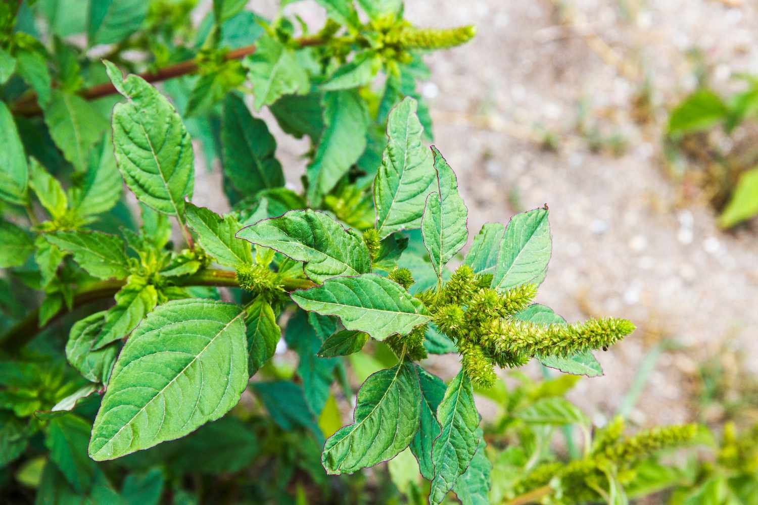 Amaranth Pigweed