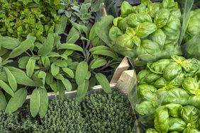A close-up view of various fresh green herbs in a garden setting including basil, thyme, and sage