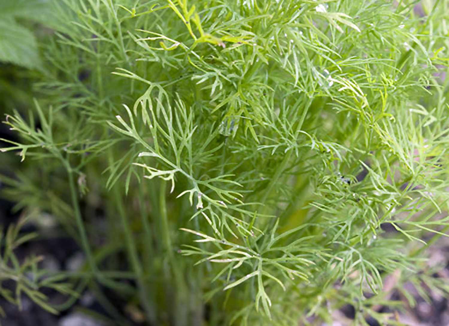 dill growing in a garden