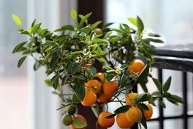 orange tree indoors 