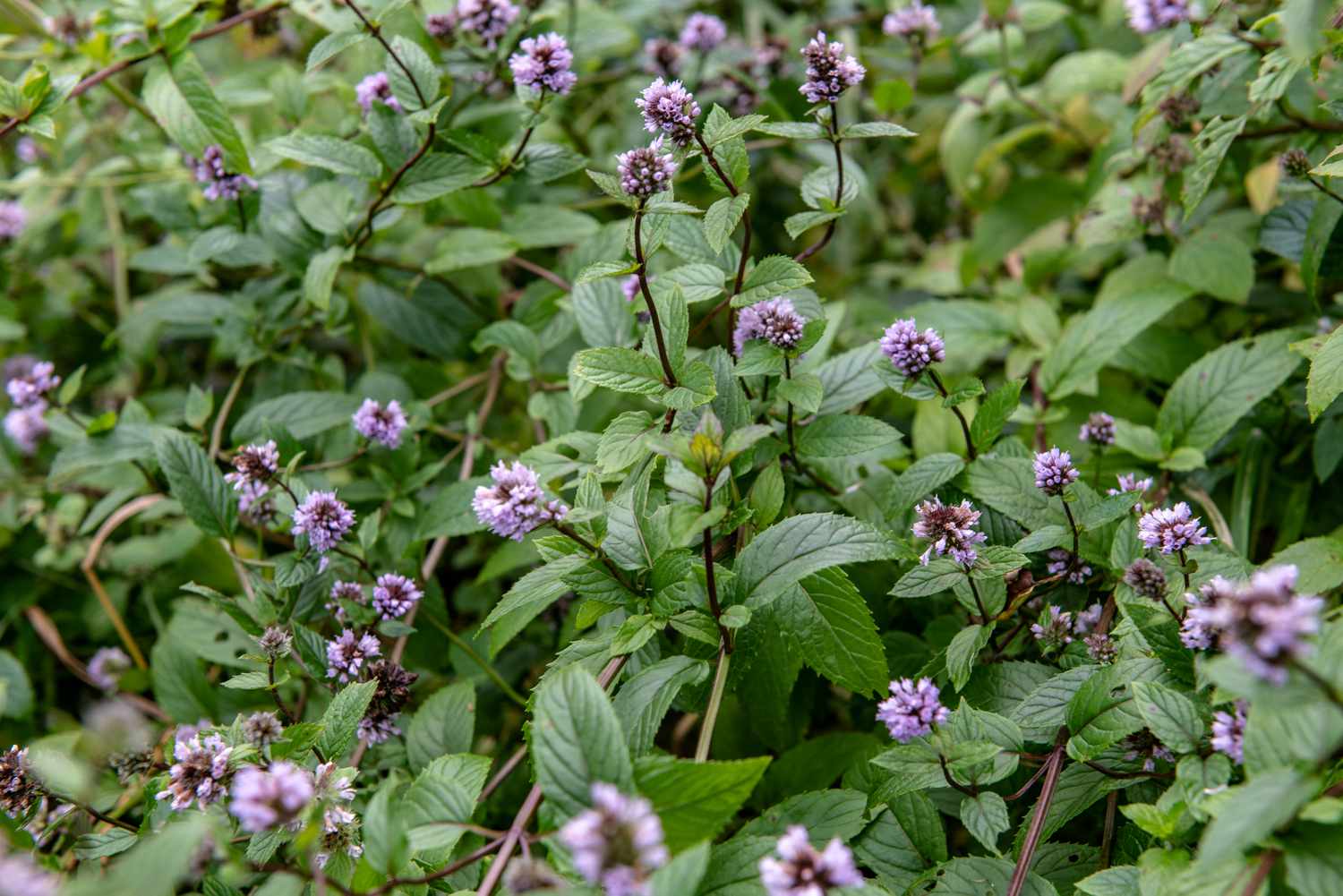 Mint flowering