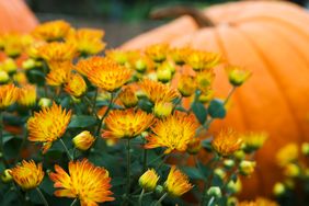 yellow and orange mums next to pumpkin