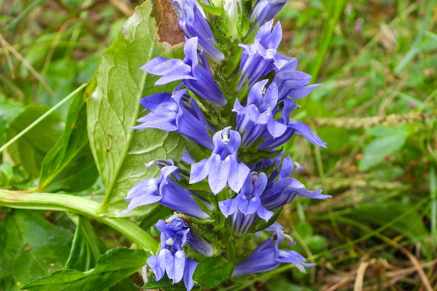 Lobelia siphilitica