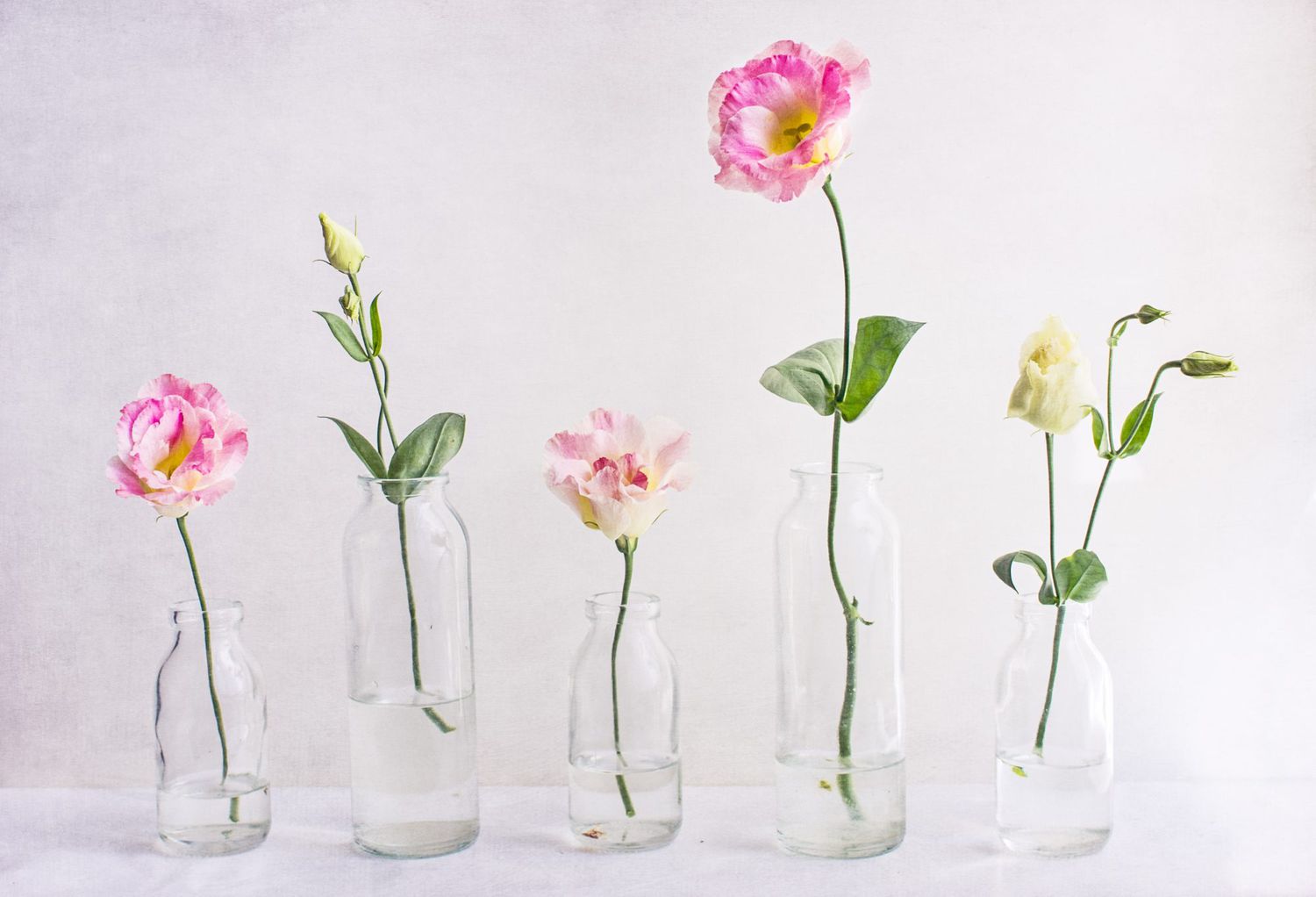 lisianthus flowers in glass vases