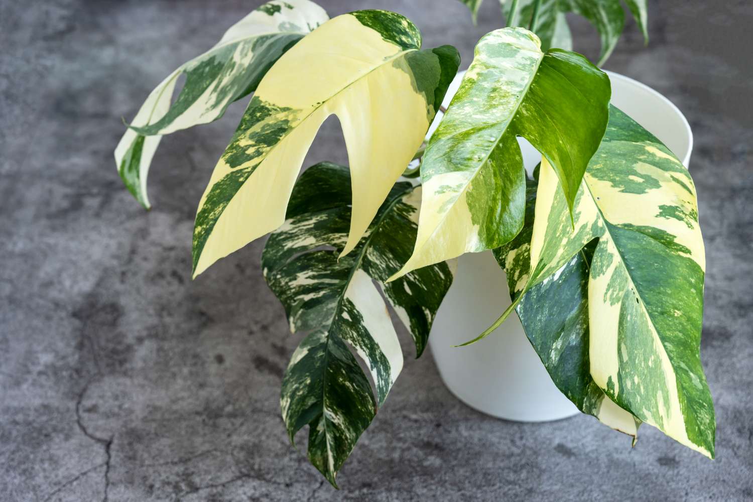 Philodendron