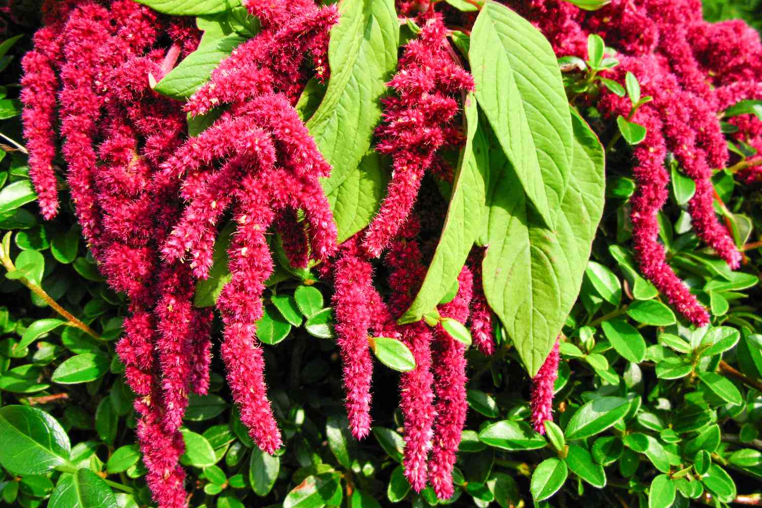 Amaranth