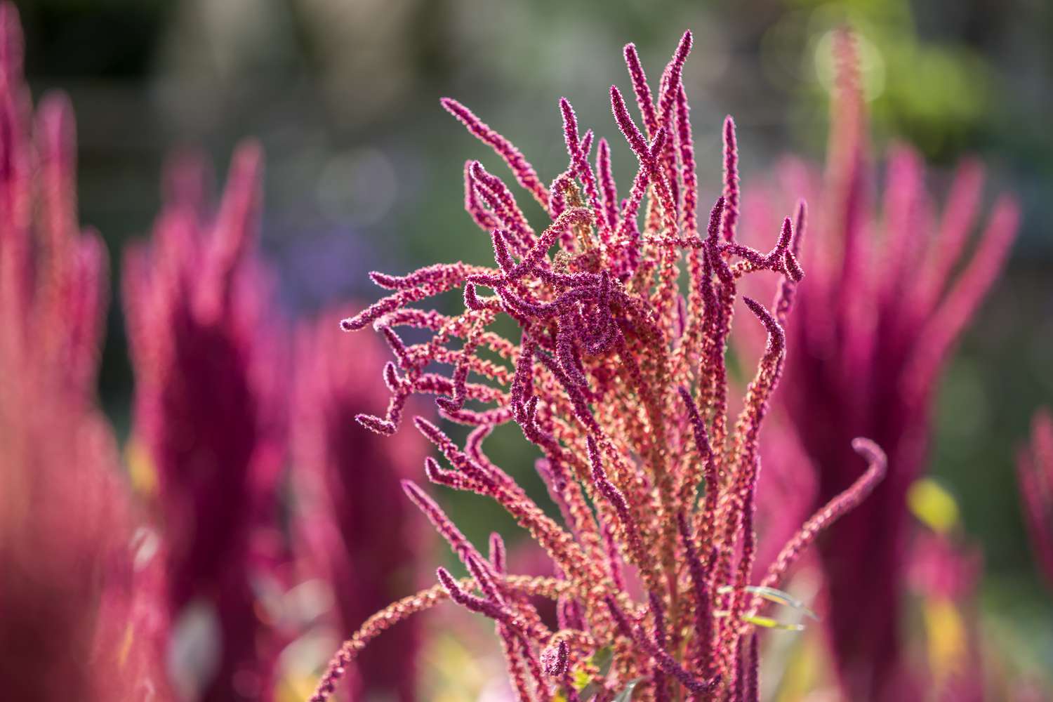 Love-Lies-Bleeding (Amaranthus caudatus) - Isolated Indian red and green amaranth plant