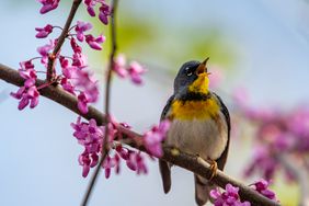 Northern Parula perching on a Redbud trees branch in the spring