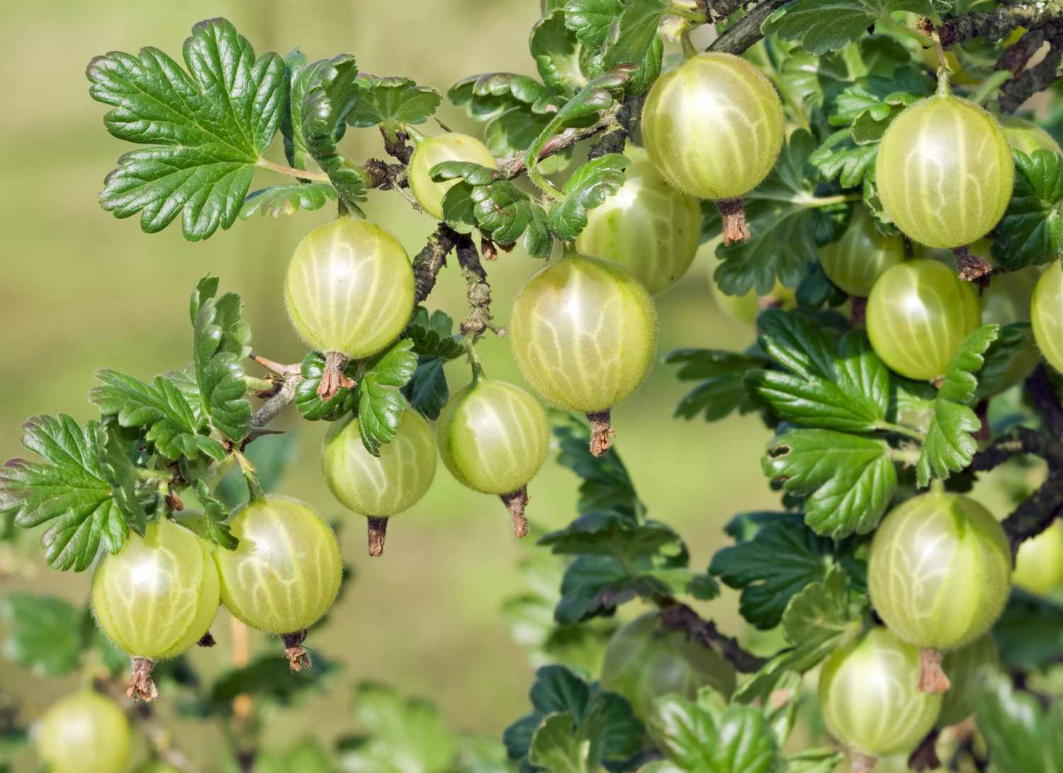 Gooseberries growing