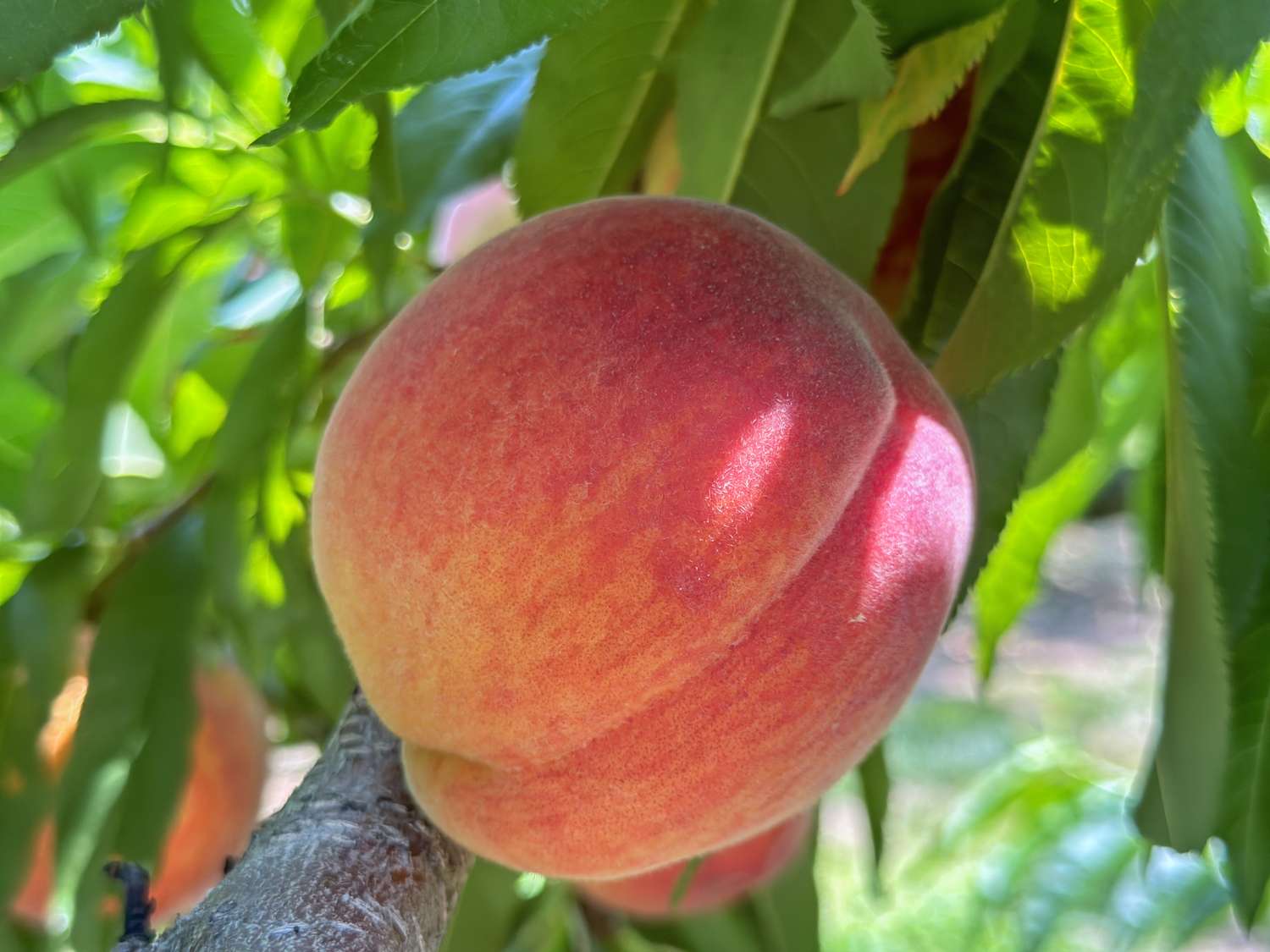 Closeup of a ripe peach on a tree branch surrounded by green leaves