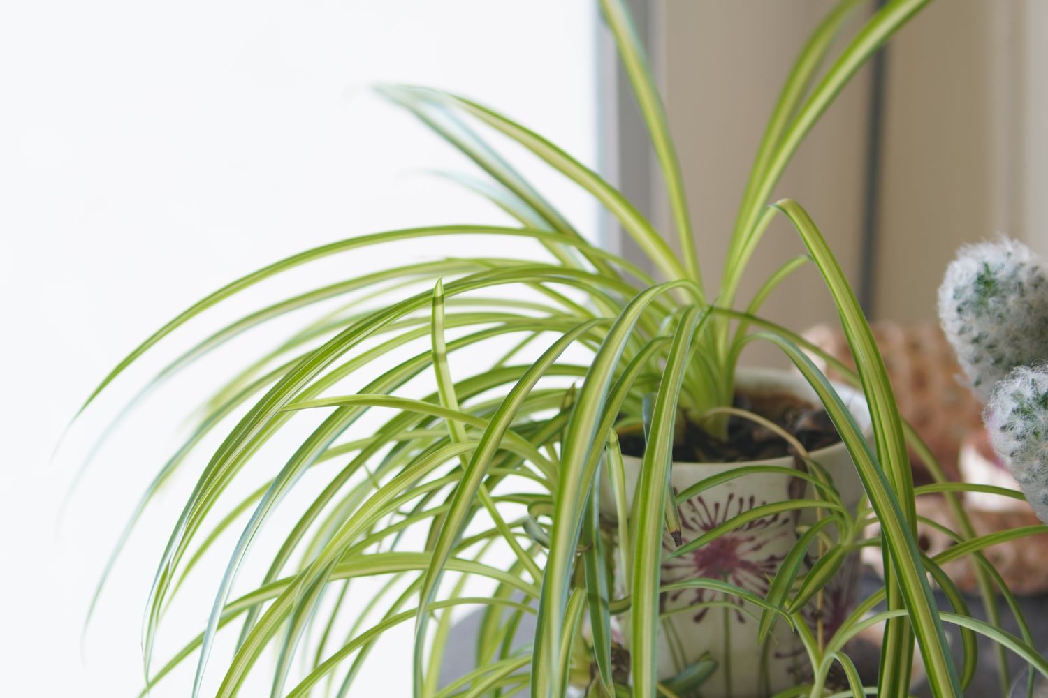 Potted spider plant with long arching leaves near a window