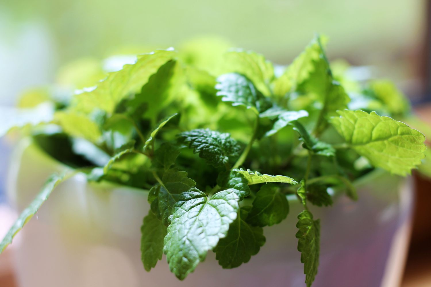 Melissa officinalis or lemon mint herb growing in pot on a window sill in a house