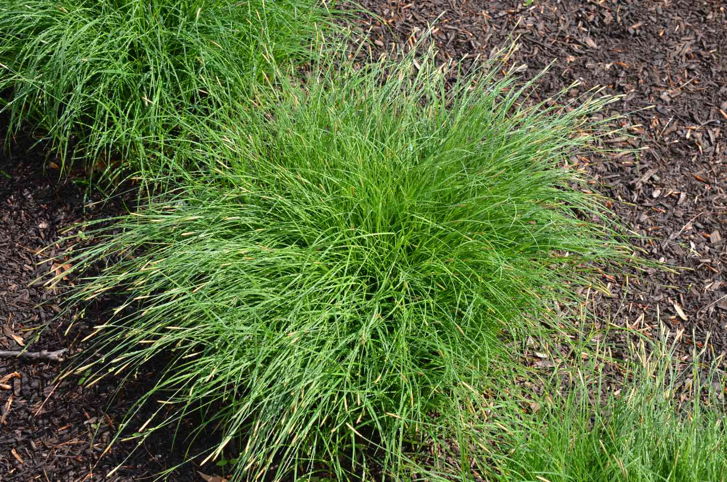 C. woodii sedge grass