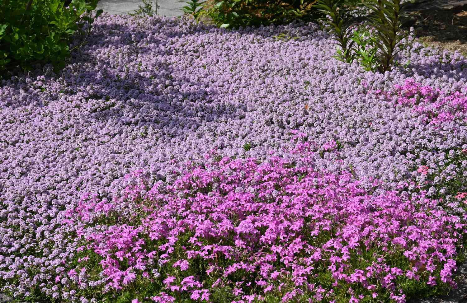 Creeping Thyme Lawn