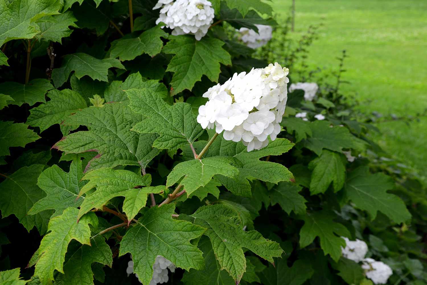 Oakleaf Hydrangea
